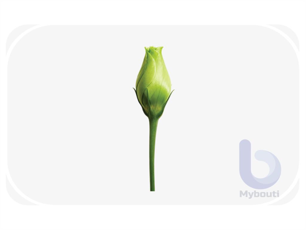 bud